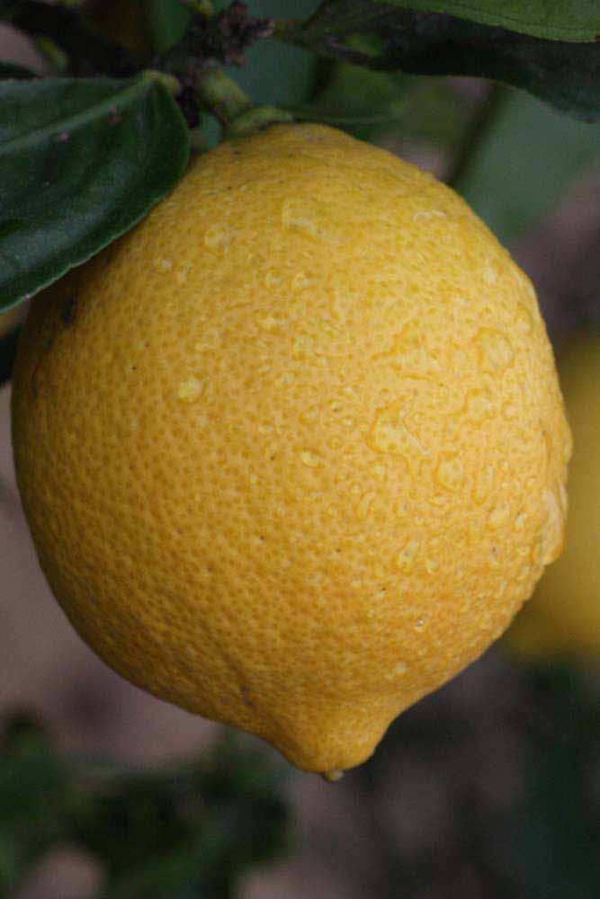              Fruit (Riverside, CA)       